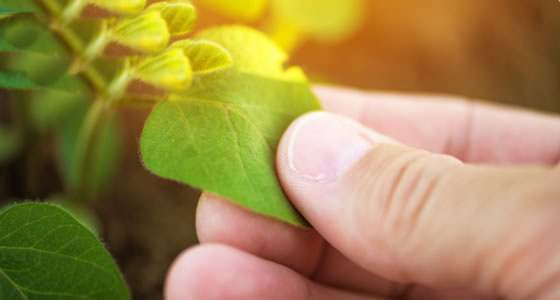 Agroseguro estima indemnizaciones por valor de más de 300 millones de euros por los daños provocados por la sequía en cultivos herbáceos
